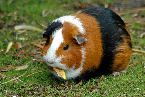 guinea_pig